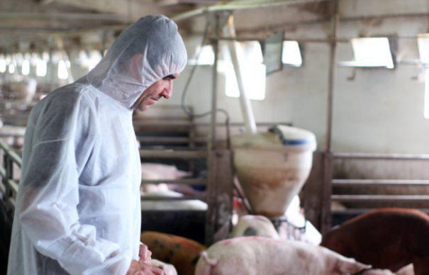 Măsuri privind combaterea pestei porcine africane
