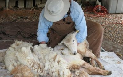 Program pentru sprijinirea colectării și comercializării lânii